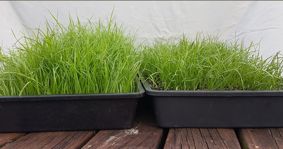 How Do Dave's Garden Products Work? Daves Garden Products