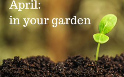April: in your garden