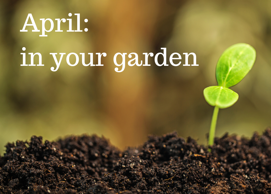 April: in your garden