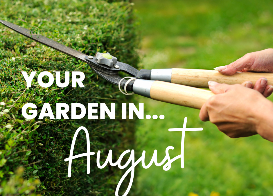 Your garden in August