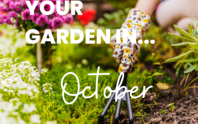 Your garden in October