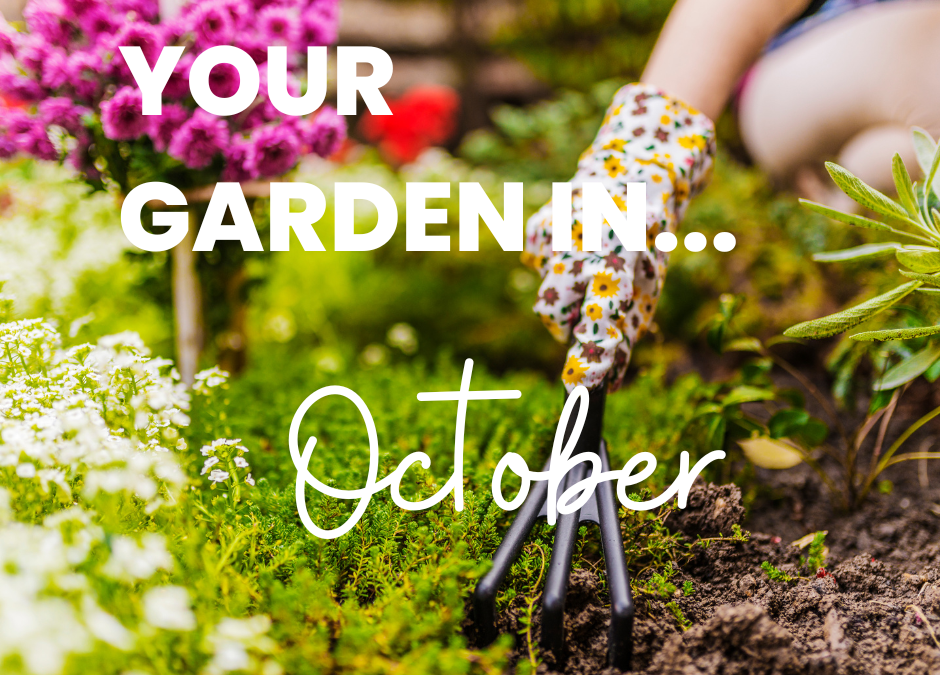 Your garden in October
