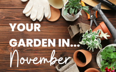 Your Garden in November