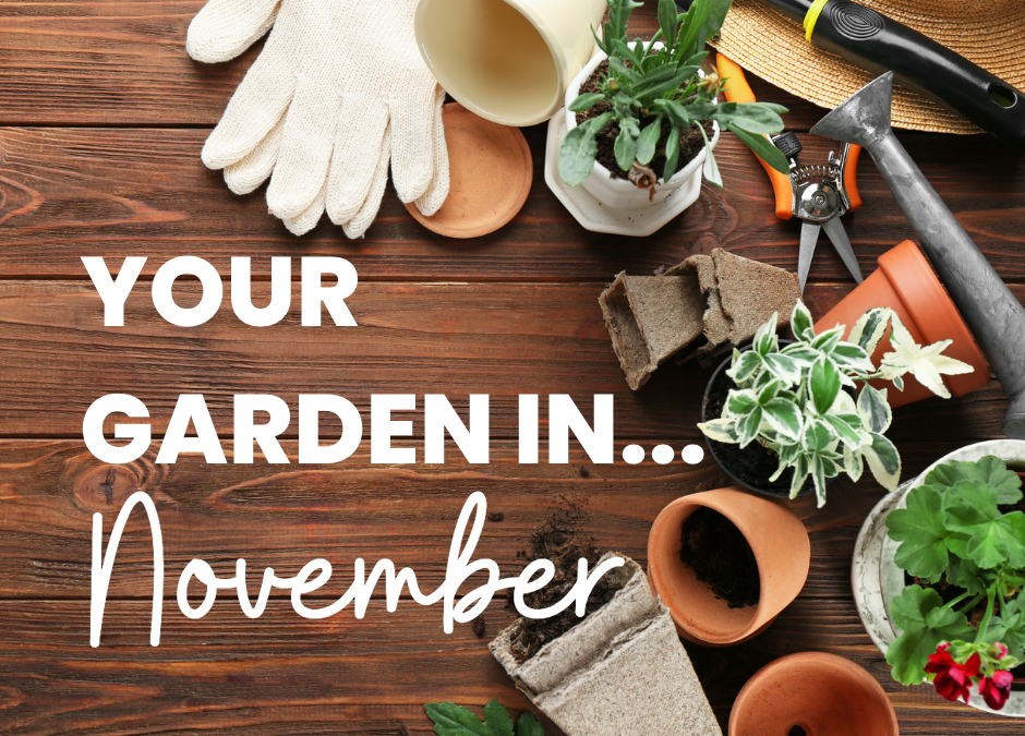 Your Garden in November