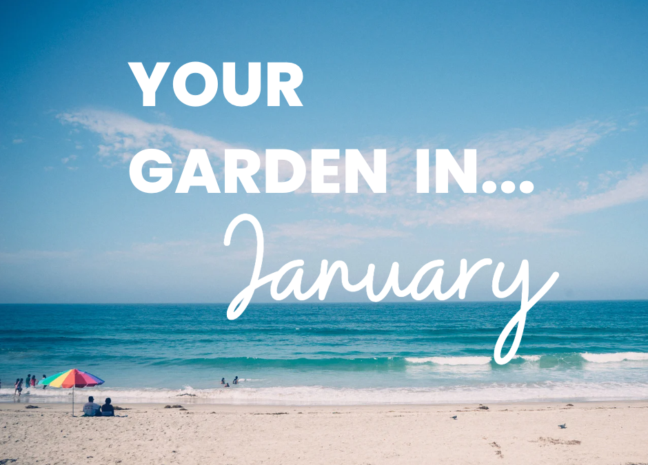 January in your garden