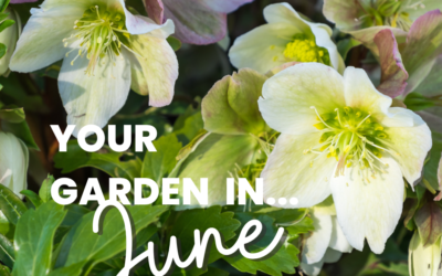 Your Garden in June