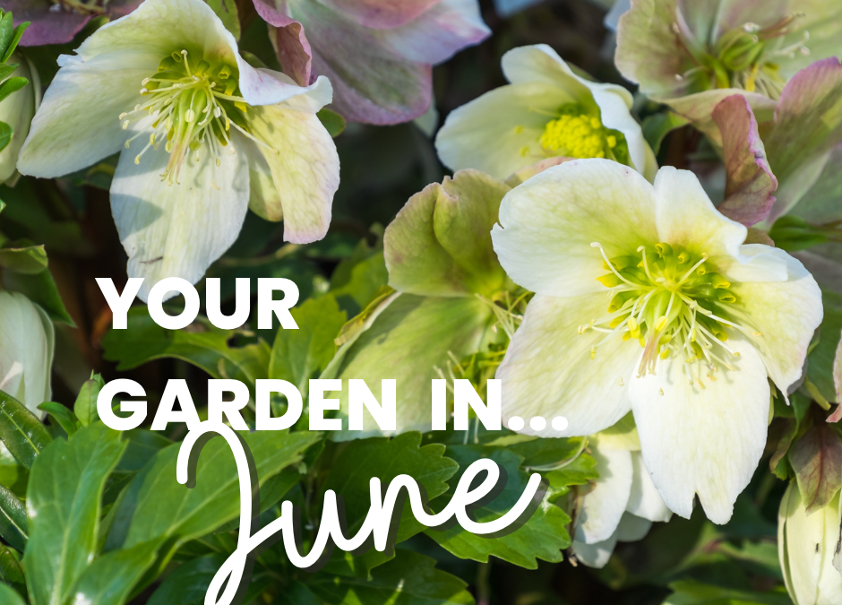 Your Garden in June