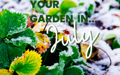 Your Garden in July