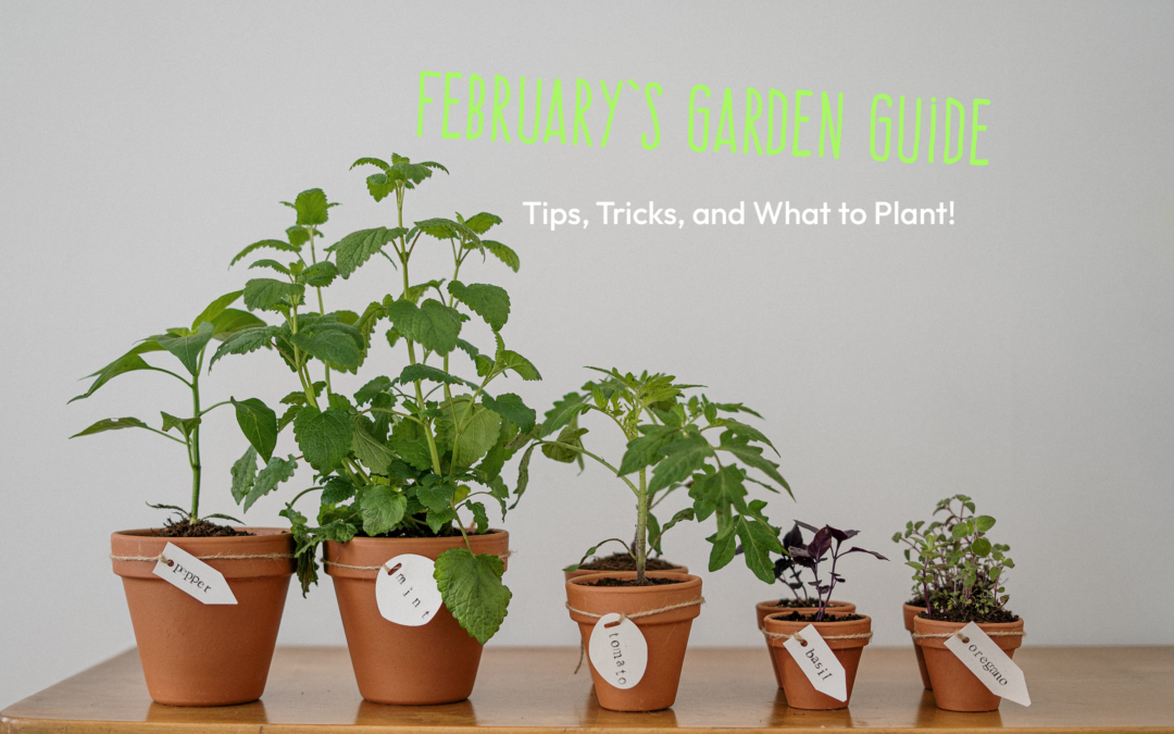 February Garden Guide: Tips, Tricks, and What to Plant!