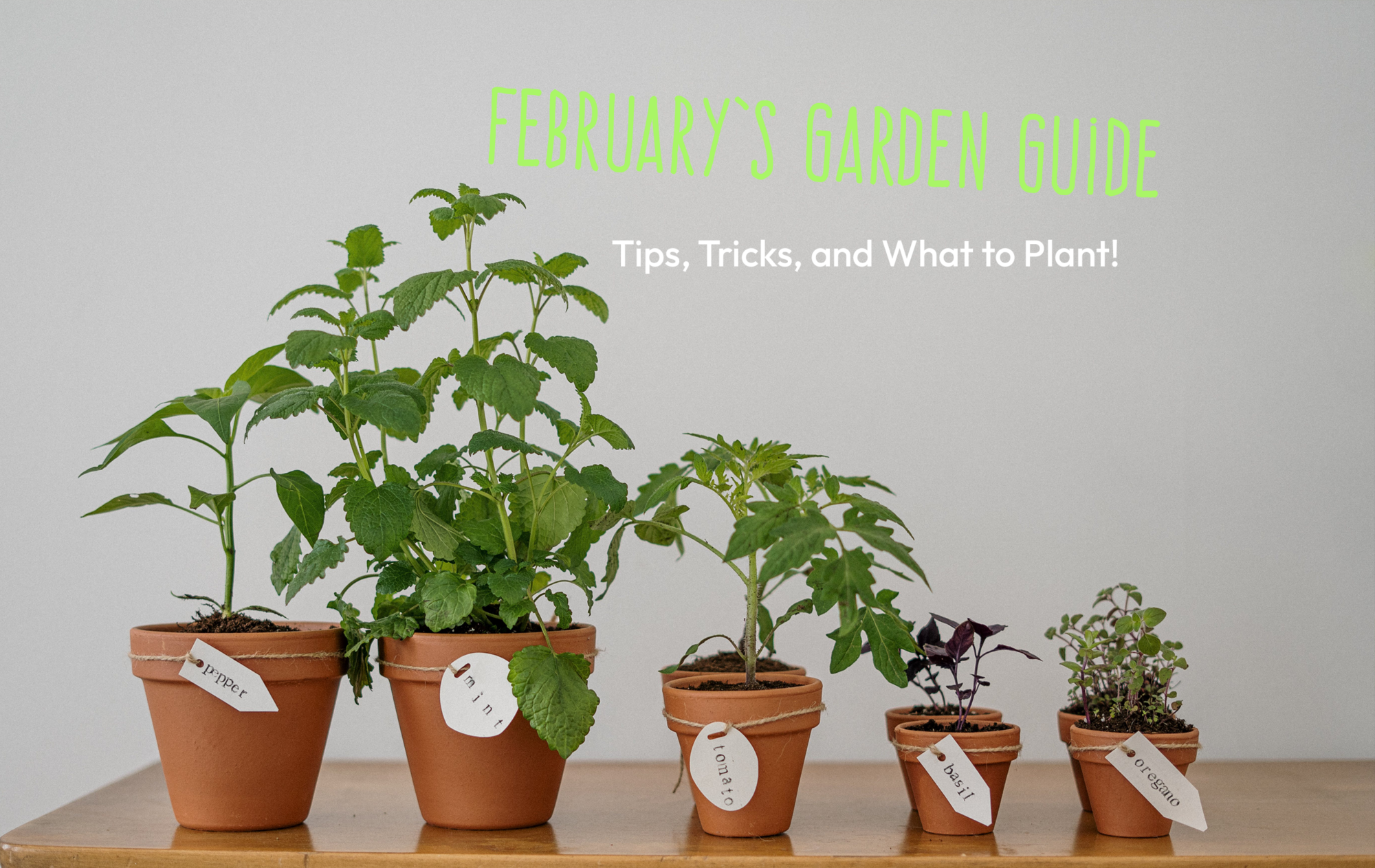 February Garden Guide: Tips, Tricks, and What to Plant!