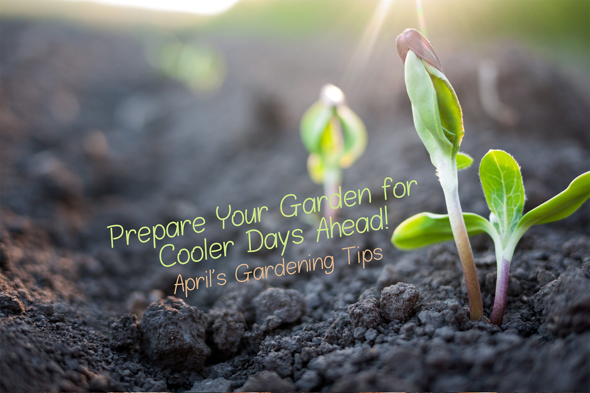Get Your Garden Ready for Cooler Days Ahead | Daves Garden Products